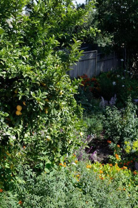 Beautiful, Historic Family Home Near Lake Merritt Oakland Extérieur photo